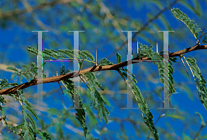 Picture of Acacia xanthophloea 