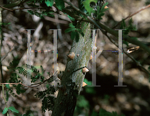 Picture of Ceiba acuminata 