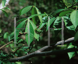 Picture of Ceiba acuminata 