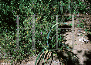 Picture of Ruellia californica 