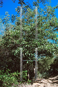 Picture of Tabebuia impetiginosa 