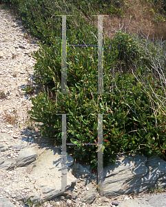 Picture of Myrica pensylvanica 