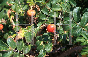 Picture of Rosa rugosa 