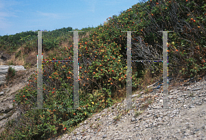 Picture of Rosa rugosa 