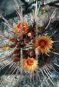 Picture of Ferocactus peninsulae 