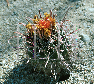 Picture of Ferocactus peninsulae 