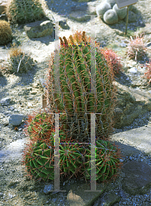 Picture of Ferocactus pilosus 