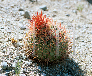 Picture of Ferocactus gracilis 