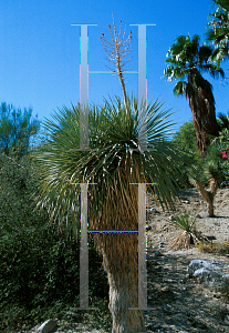 Picture of Yucca rostrata 