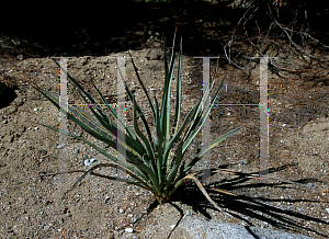 Picture of Yucca torreyi 