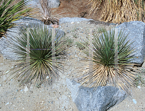 Picture of Yucca rostrata 