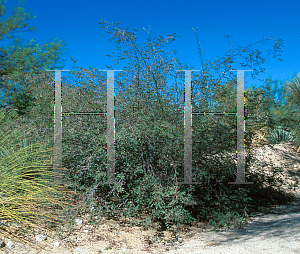 Picture of Caesalpinia mexicana 