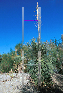 Picture of Yucca elata 