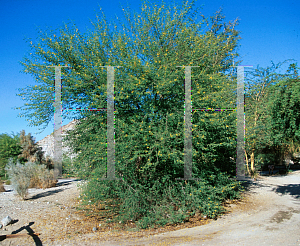 Picture of Acacia nilotica 