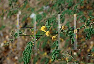 Picture of Acacia nilotica 