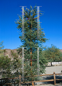 Picture of Acacia gerrardii '~Species'