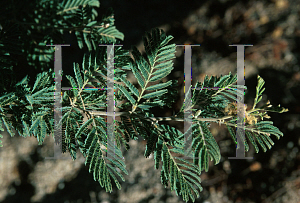 Picture of Acacia gerrardii 