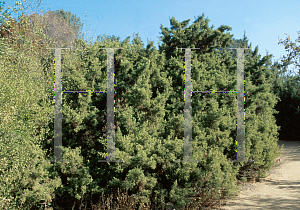 Picture of Juniperus californica '~Species'