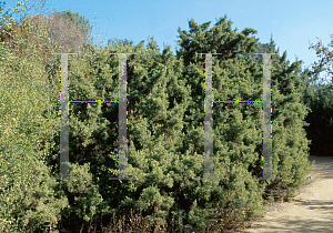 Picture of Juniperus californica 