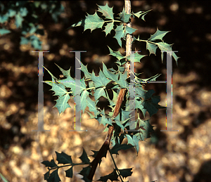 Picture of Berberis haematoc 