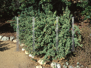 Picture of Berberis haematoc 