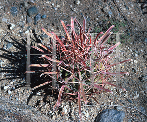 Picture of Ferocactus peninsulae 