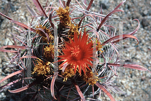 Picture of Ferocactus peninsulae 