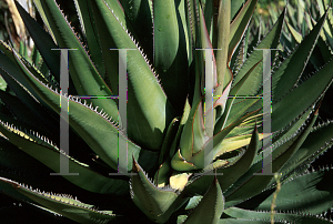 Picture of Agave shawii ssp. shawii 