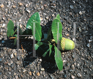 Picture of Quercus tomentella 