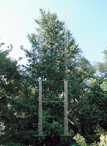 Picture of Quercus tomentella 