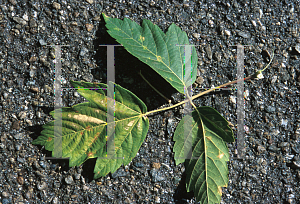 Picture of Acer negundo ssp. californicum 