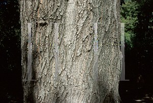 Picture of Acer negundo ssp. californicum 