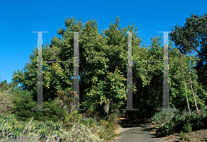 Picture of Acer negundo ssp. californicum 