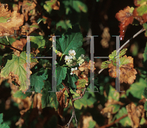 Picture of Physocarpus capitatus 