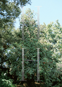 Picture of Prunus lyonii 