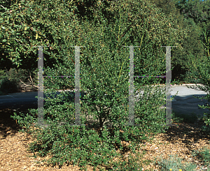 Picture of Ceanothus x 'Spring Valley'