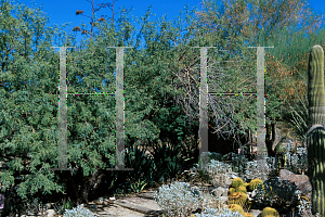 Picture of Prosopis glandulosa var. torreyana 