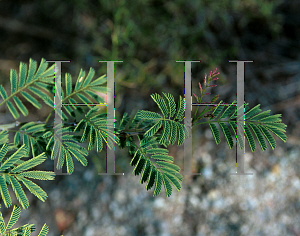 Picture of Acacia galpinii 