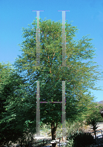 Picture of Acacia galpinii 