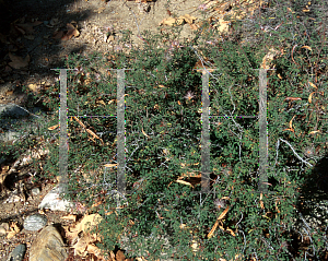 Picture of Calliandra eriophylla 