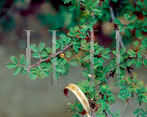 Picture of Calliandra eriophylla 