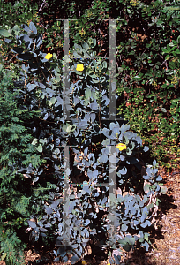 Picture of Dendromecon rigida ssp. harfordii 