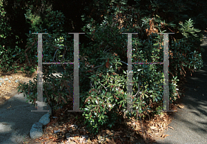 Picture of Arctostaphylos diversifolia var. planifolia 