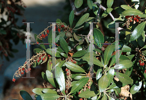 Picture of Arctostaphylos diversifolia var. planifolia 