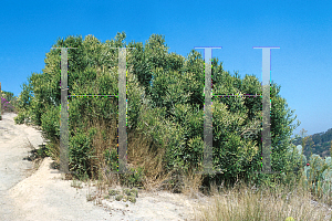 Picture of Euphorbia tirucalli 