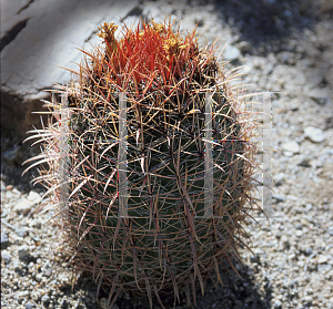 Picture of Ferocactus gracilis 