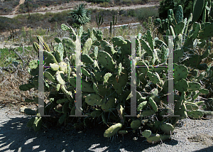 Picture of Opuntia stenopetala 