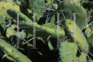 Picture of Opuntia stenopetala 