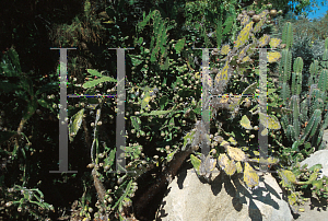 Picture of Opuntia compressa 