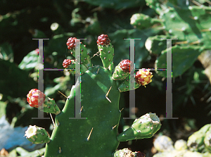 Picture of Opuntia compressa 